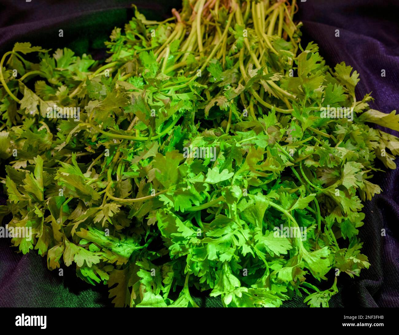 A sprig of fresh coriander leaves on a black background a healthy and