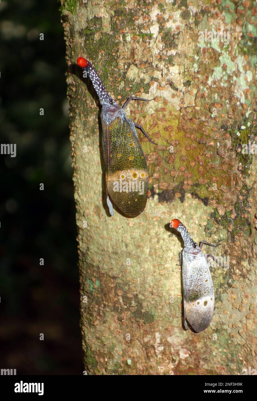 Lanternbugs (Pyrops pyrorhynchus) on tree trunk, Ulu Muda, Earthlodge Malaysia, Malaysia Stock Photo