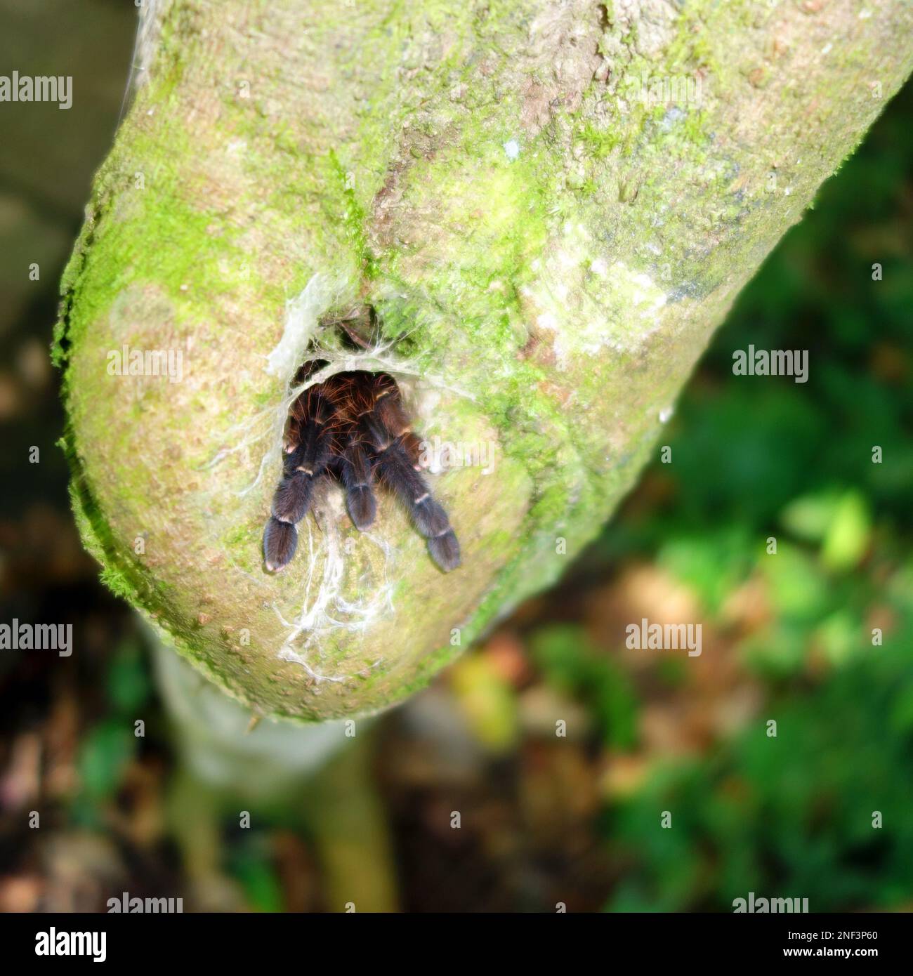 Malaysian earthtiger tarantula (Omothymus schioedtei) in her jungle tree hollow, Ulu Muda, EarthLodge Malaysia Stock Photo