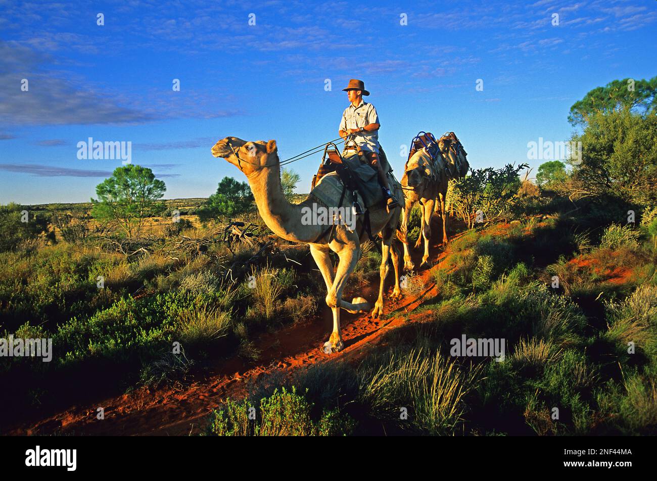 Australia. North territory. Uluru-Kata Tjuta National Park. Camel excursion near Ayers Rock, an Aboriginal sacred site, classified on the list of Worl Stock Photo