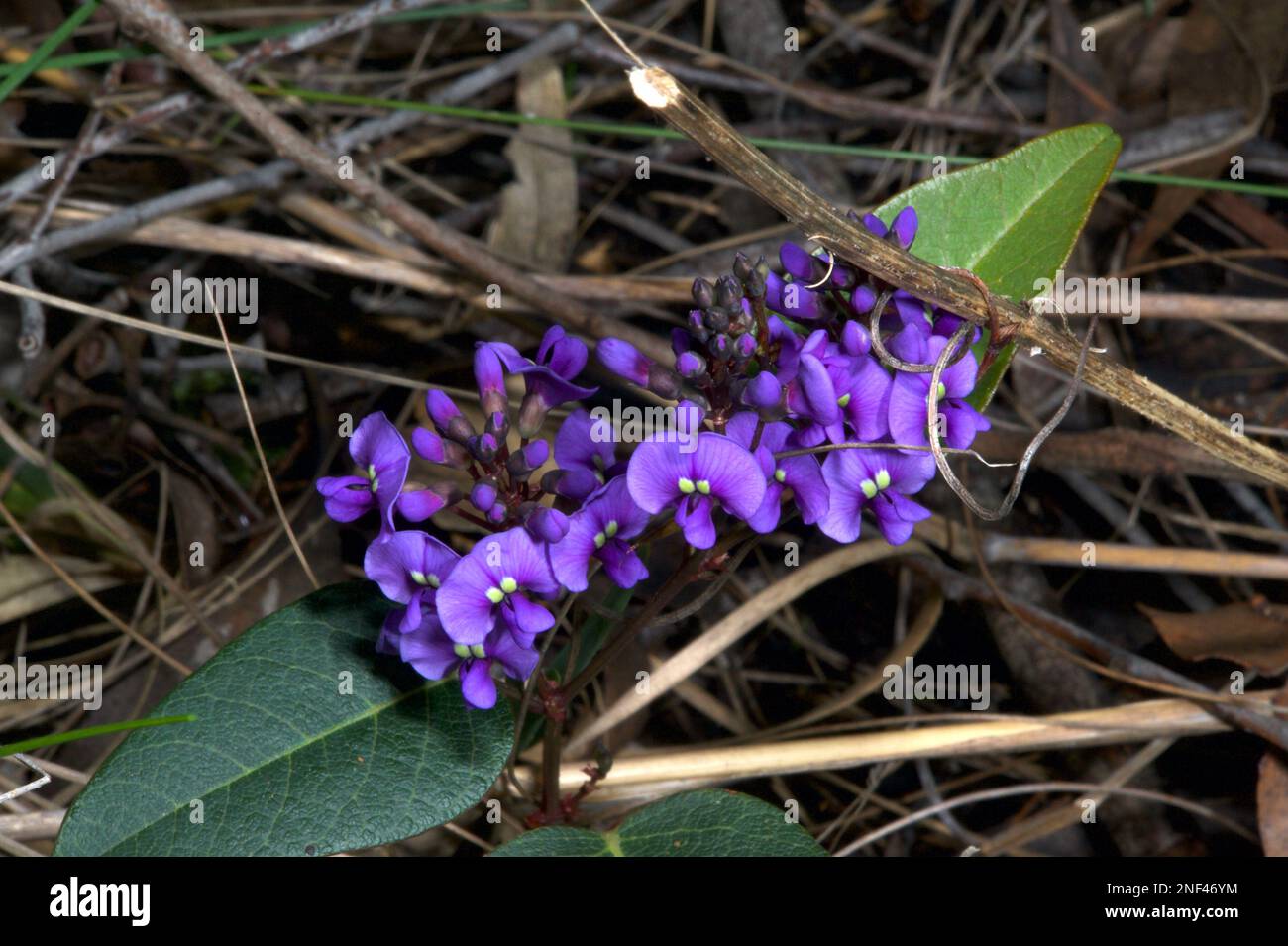 The Hardenbergia Violacea (False Sarsparilla) was having a really good start to Spring this year. The cool, wet weather had reduced the competition. Stock Photo