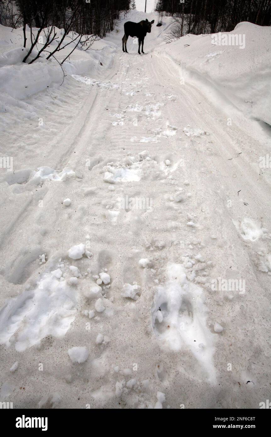 A moose calf leave foot prints in ash from Mount Redoubt Volcano as it