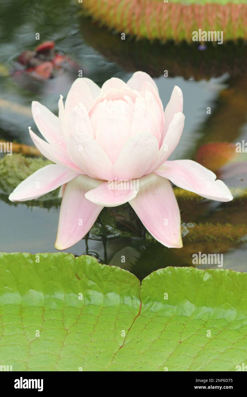 Victoria amazonica is a species of flowering plant, the largest of the Nymphaeaceae family of water lilies. It isthe National flower of Guyana Stock Photo