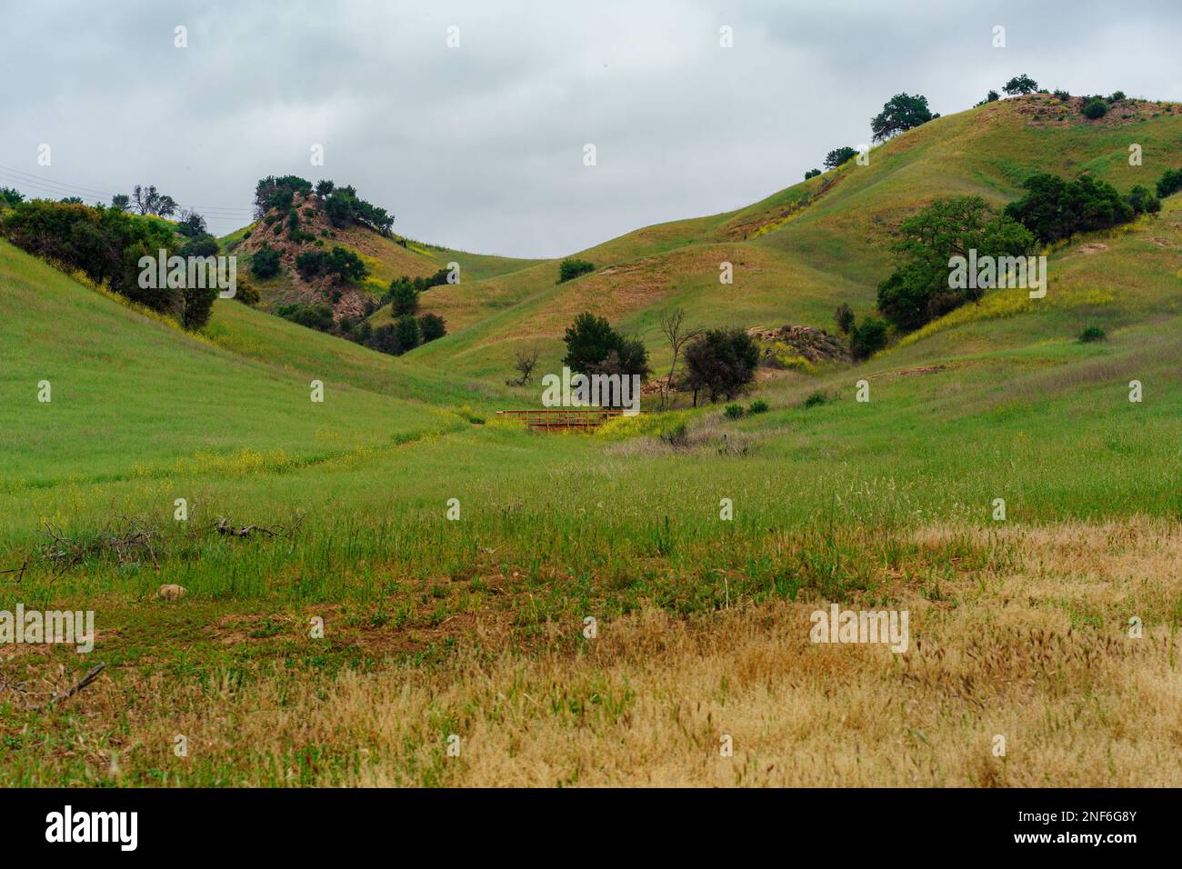 Dense nature greenery field hi-res stock photography and images - Alamy