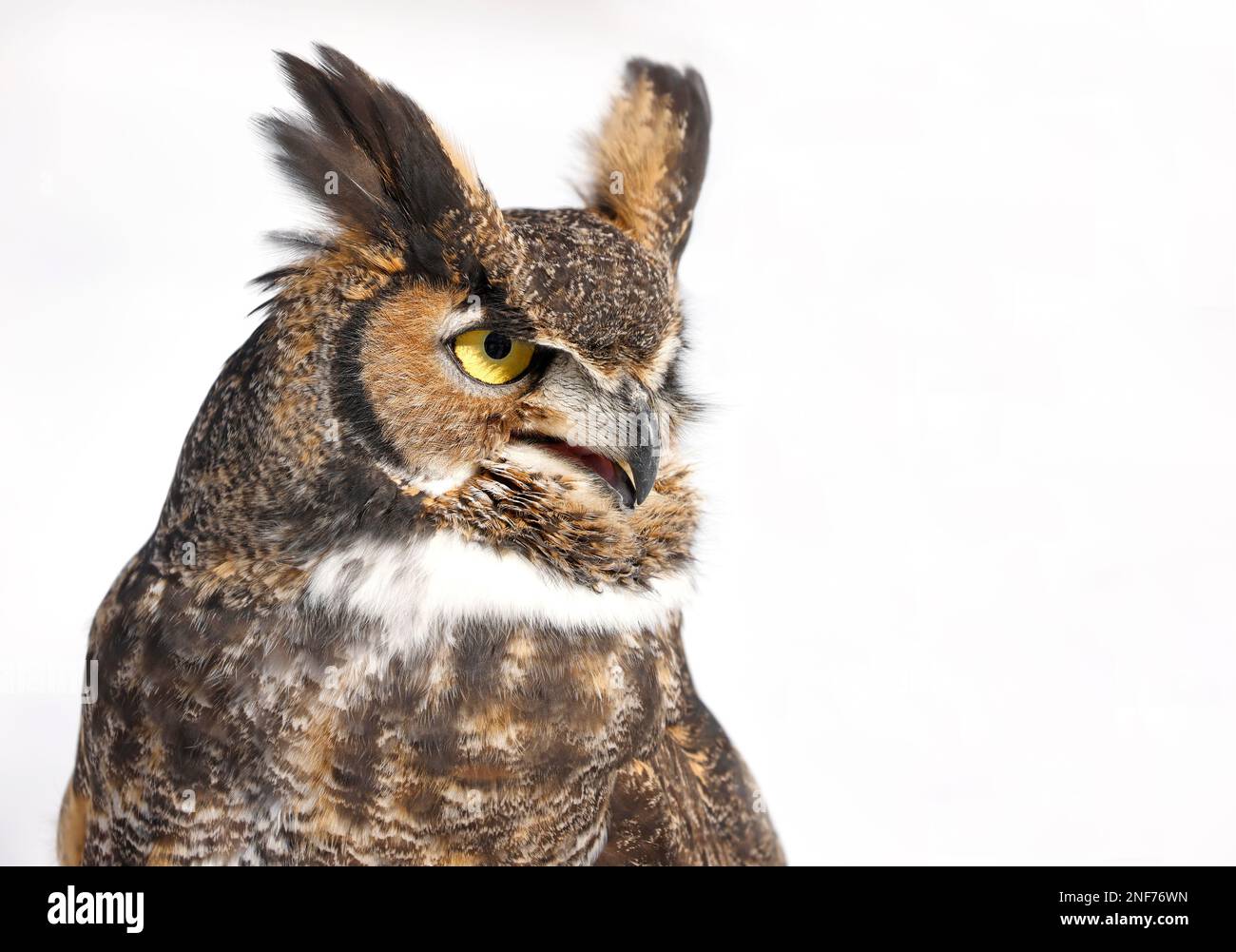 Great-horned Owl portrait isolated on the white background, Quebec, Canada Stock Photo