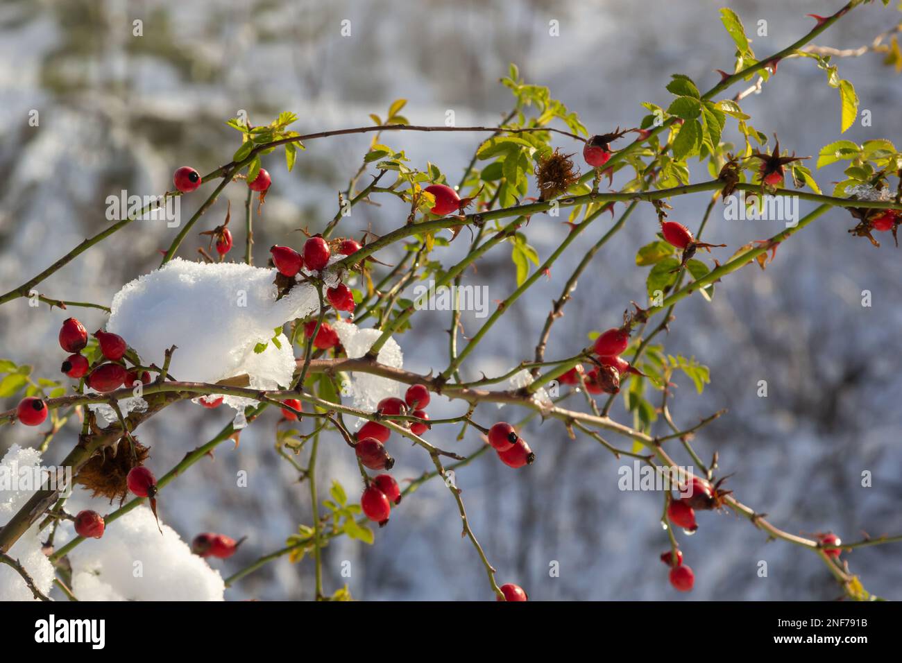 snowy red fruits of rose hips in winter under the snow on a sunny day ...