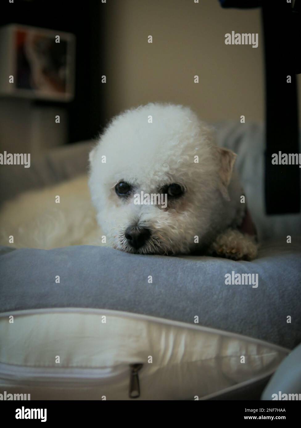 A Bichon Frise dog in bed Stock Photo Alamy