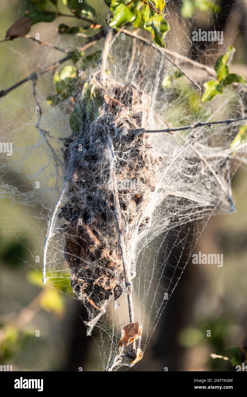 African Social Spider nest (Stegodyphus Dumicola) in Kruger National Park, South Africa Stock