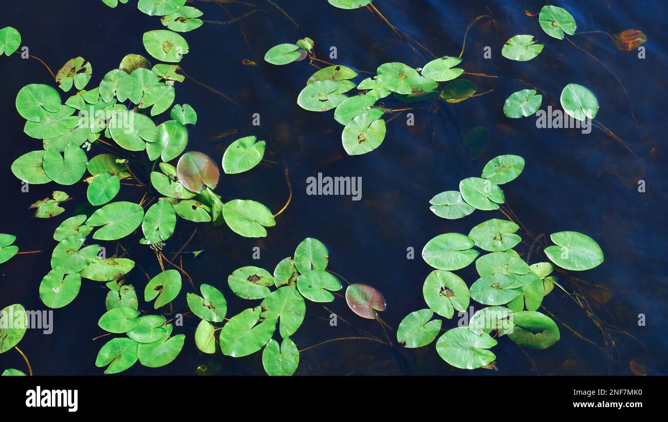 Aerial view of green leaves of water lilies floating on the water surface. Summer nature landscape. Stock Photo