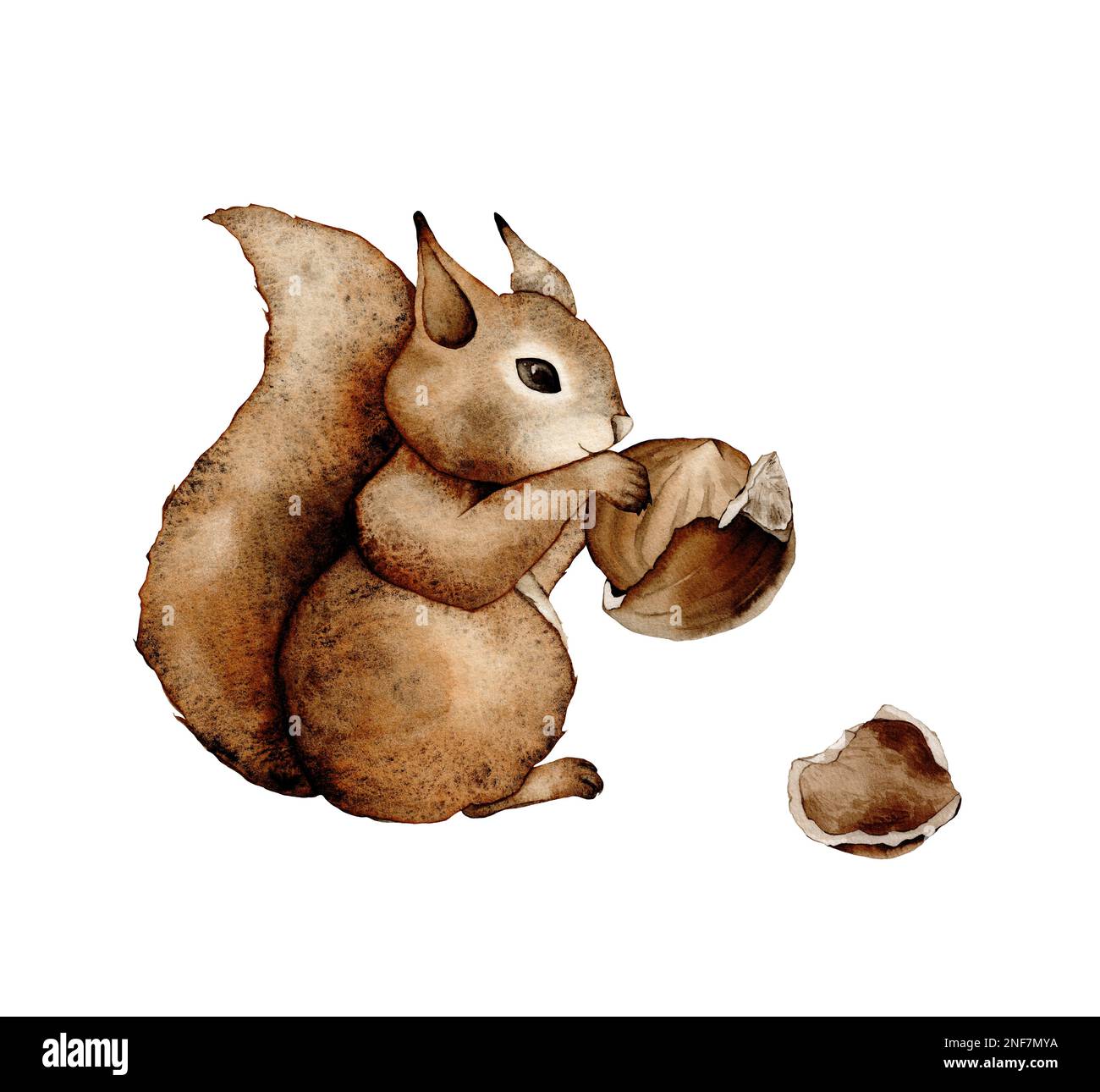 Squirrels and hazelnuts clipart, cute animal character illustration for