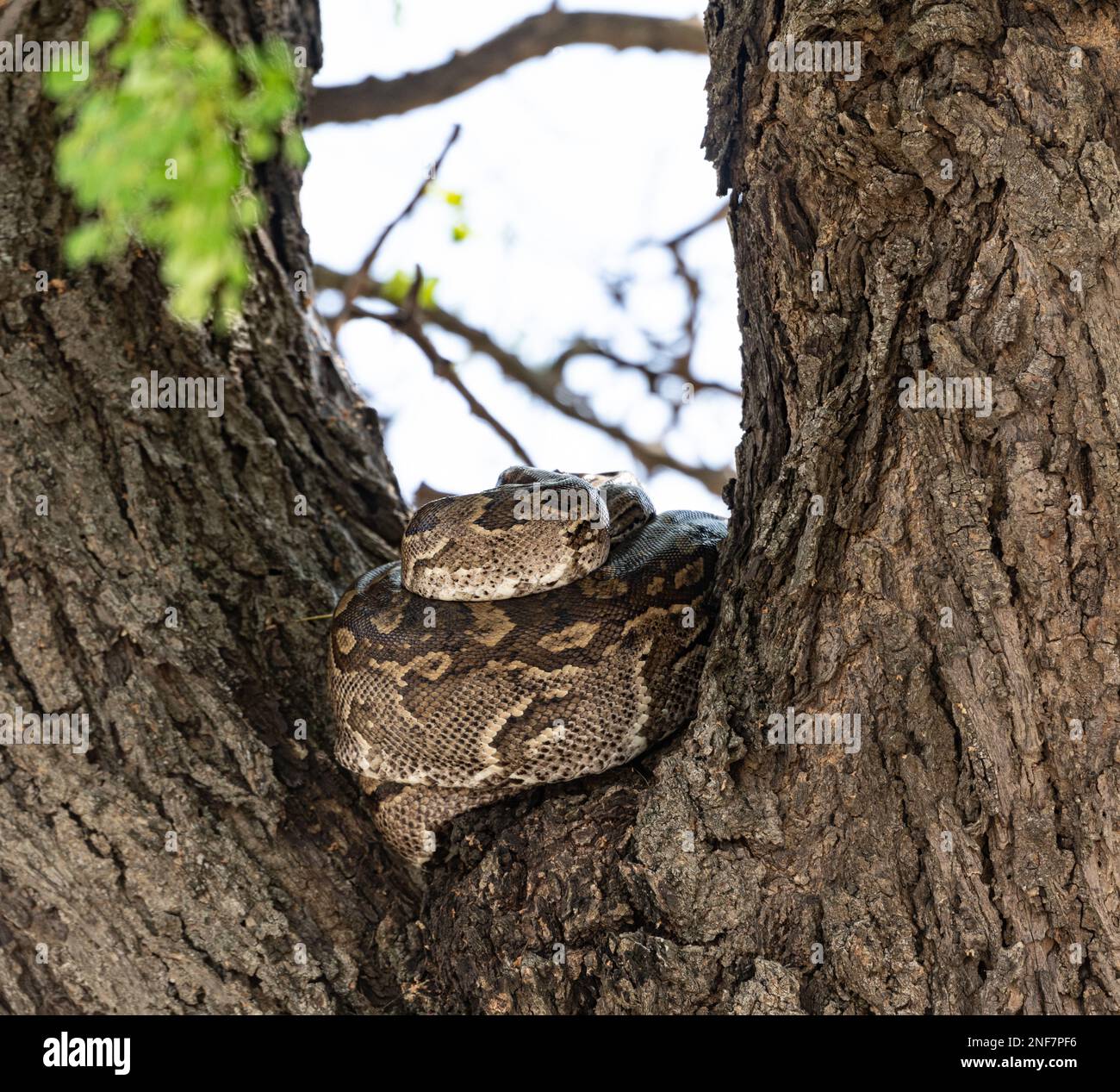 Python (Pythonidae) resting on a tree, Kruger National Park, South Africa Stock Photo