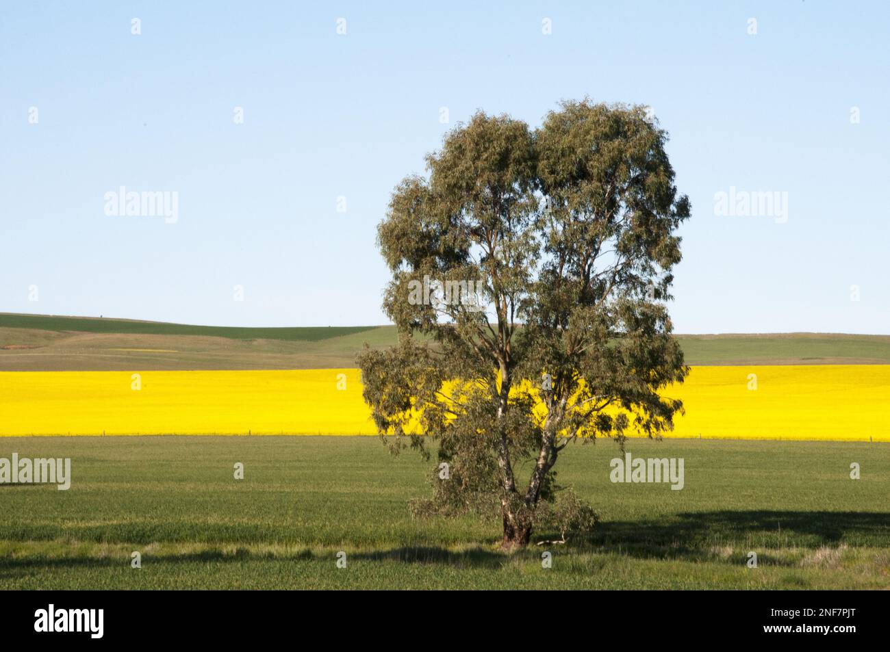 Solitary eucalypt beside a crop of canola (rapeseed) in the Clare Valley of South Australia Stock Photo