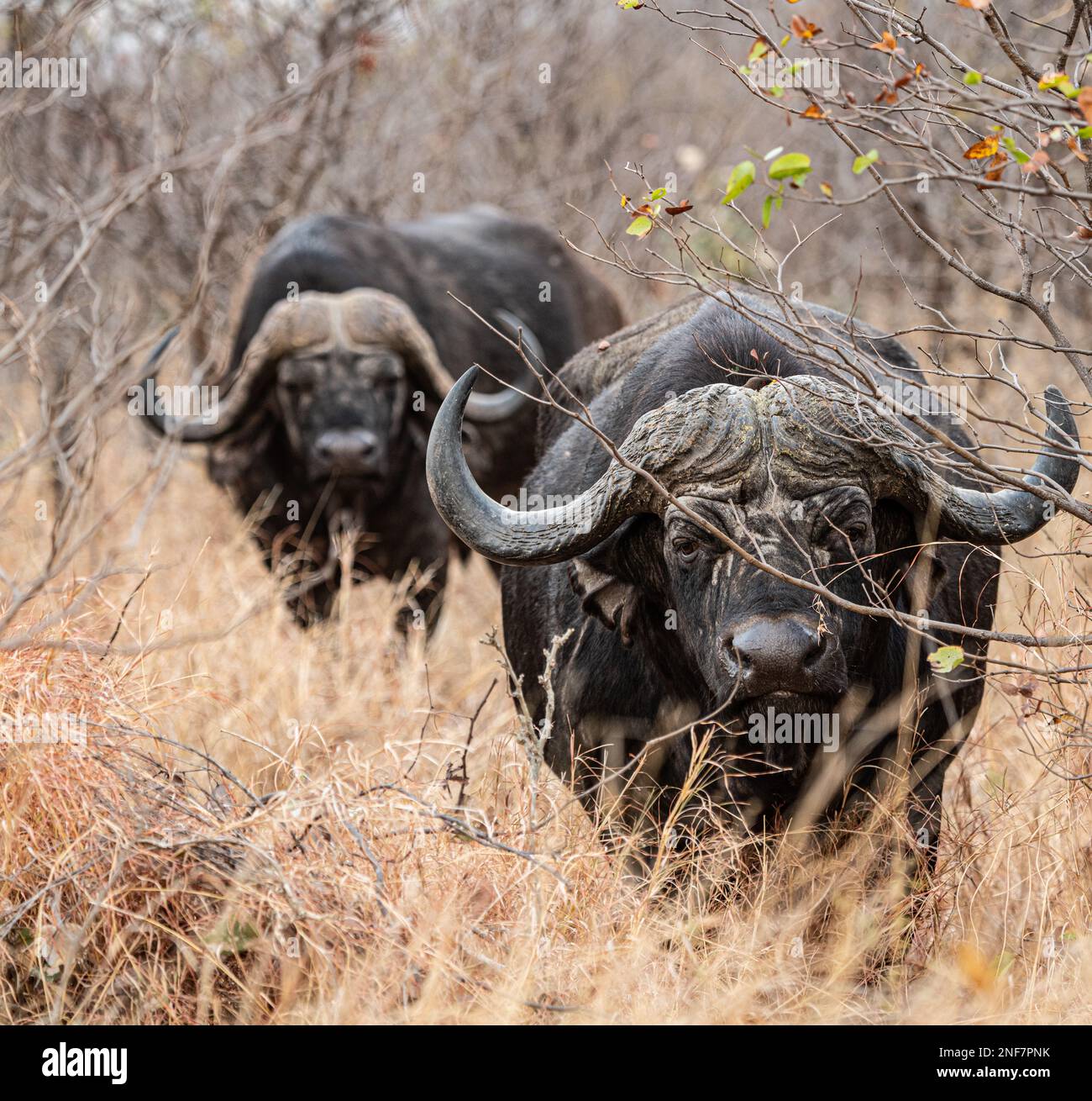 African Buffalo (Syncerus Caffer) in the savannah (Kruger National Park ...
