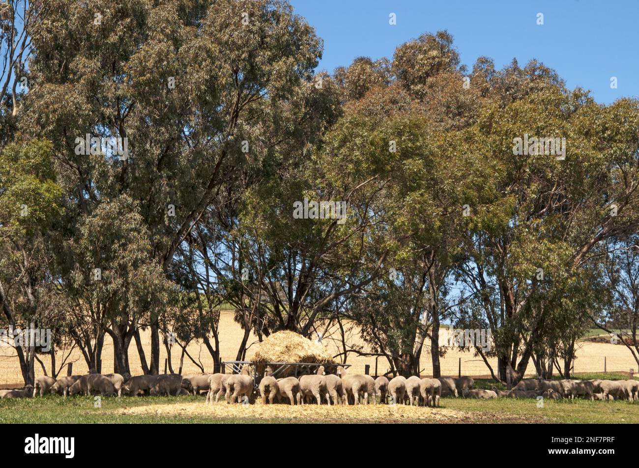 Sheep grazing by a copse of eucalypts in the Clare Valley of South Australia Stock Photo