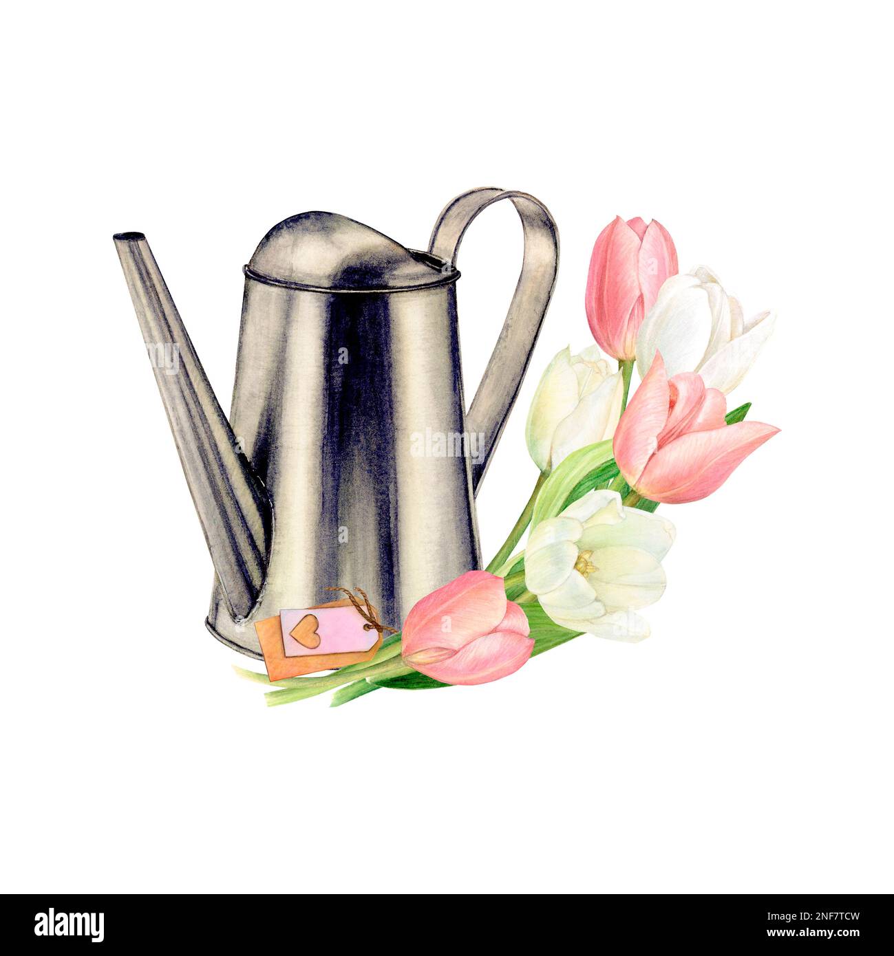 Watercolor drawing of a garland of rich pink and white tulips next to a watering can looking left. There is a name card on the flowers Stock Photo