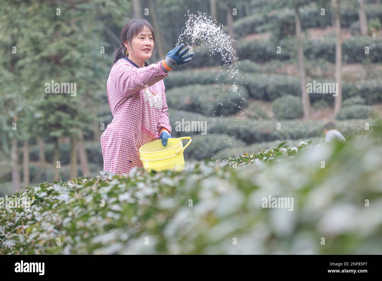 HUZHOU, CHINA - FEBRUARY 17, 2023 - A tea farmer fertilizes Guangming tea in Moganshan town, Deqing County, Huzhou city, East China's Zhejiang provinc Stock Photo
