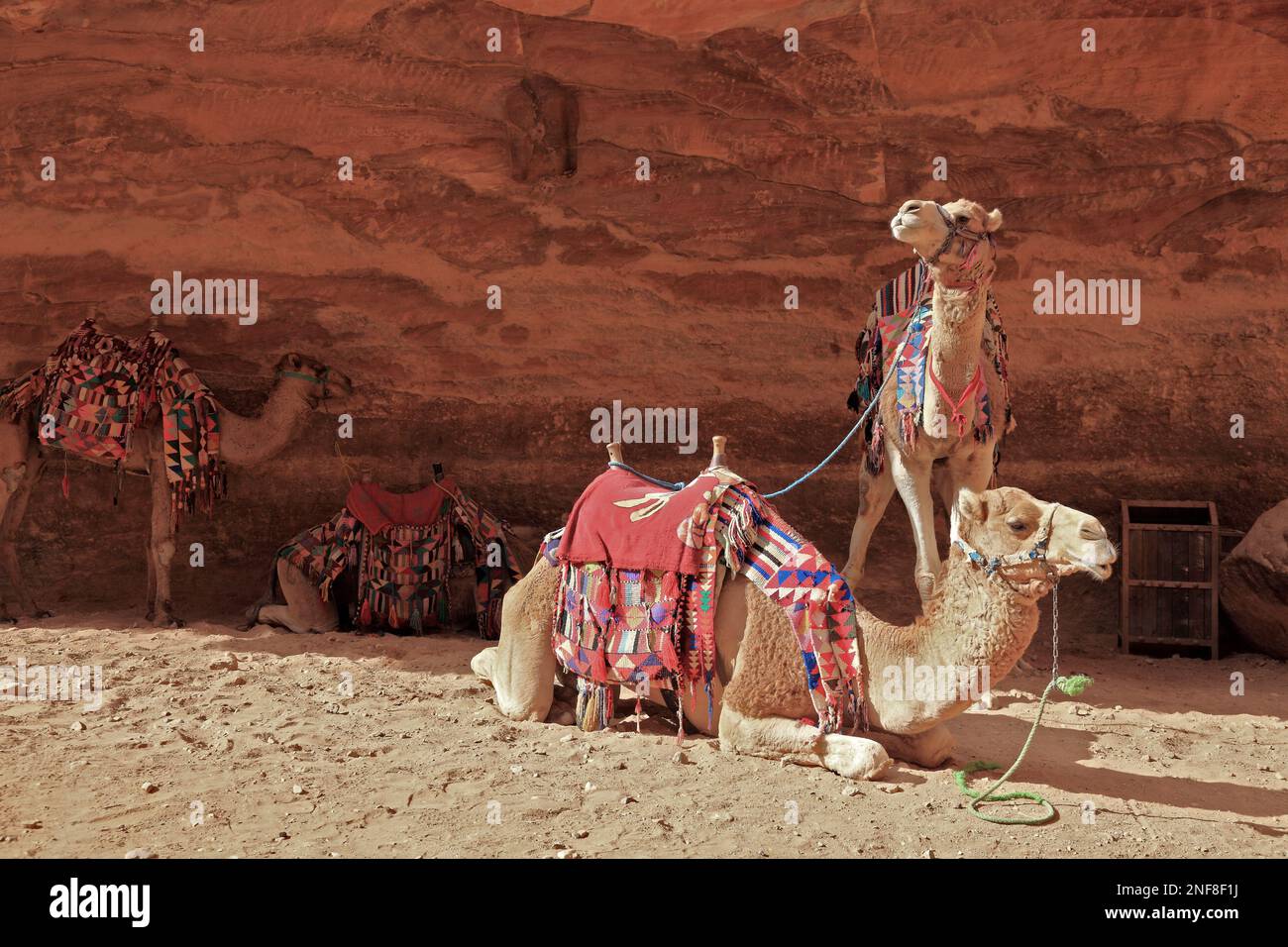 Kamelreiter, verlassene Felsenstadt Petra, al-Batra, Hauptstadt des Königreichs der Nabatäer, Jordanien, UNESCO-Weltkulturerbe  /  Riding camels, aban Stock Photo