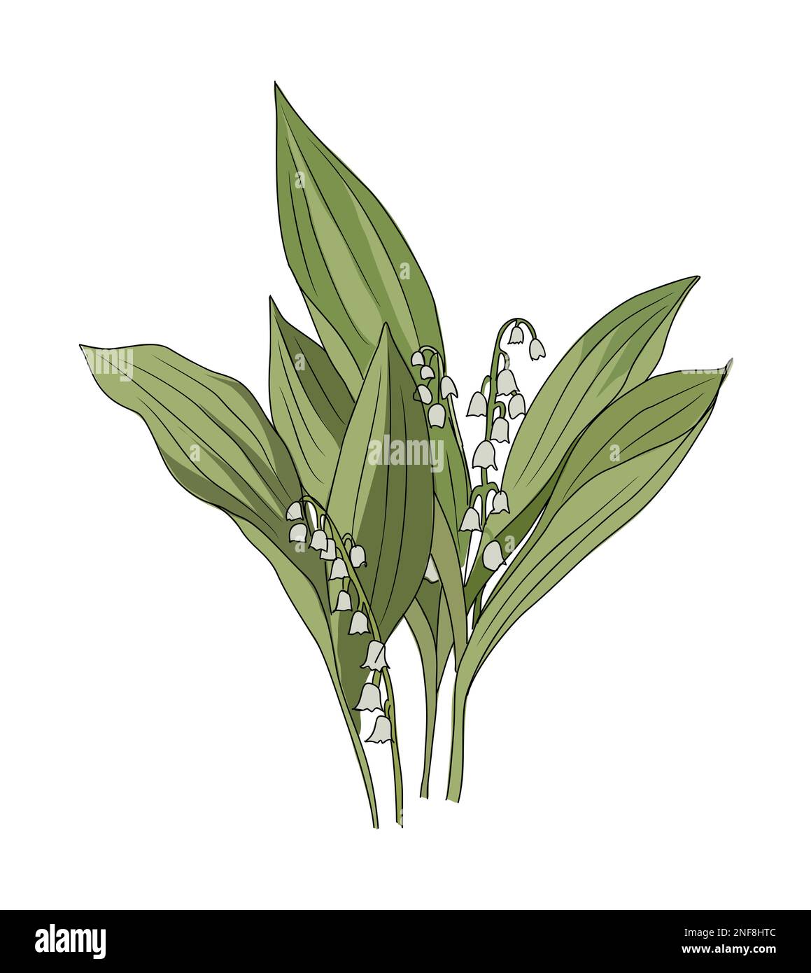 Lily of the valley May birth month flower vector Stock Vector Image