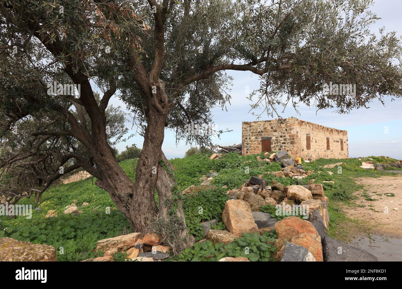 Gadara, eine griechisch-römische Stadt, heute Ruinenort nahe der Kleinstadt Umm Qais in Jordanien  /  Gadara was a Greek-Roman city, which belonged to Stock Photo