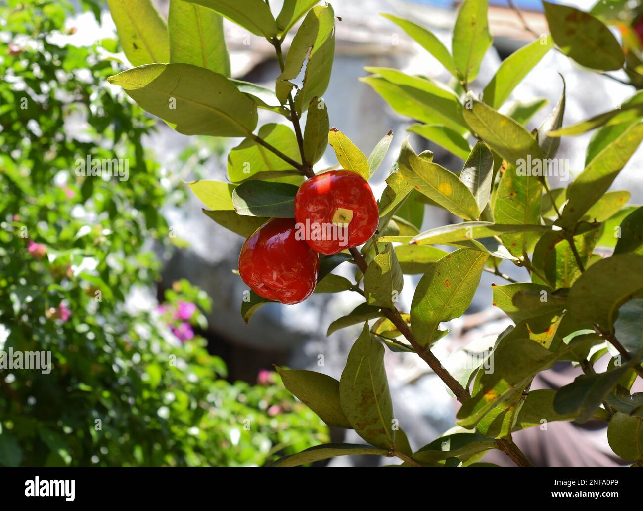 Syzygium jambos known as Rose apple and pomarrosa growing in Vietnam Stock Photo