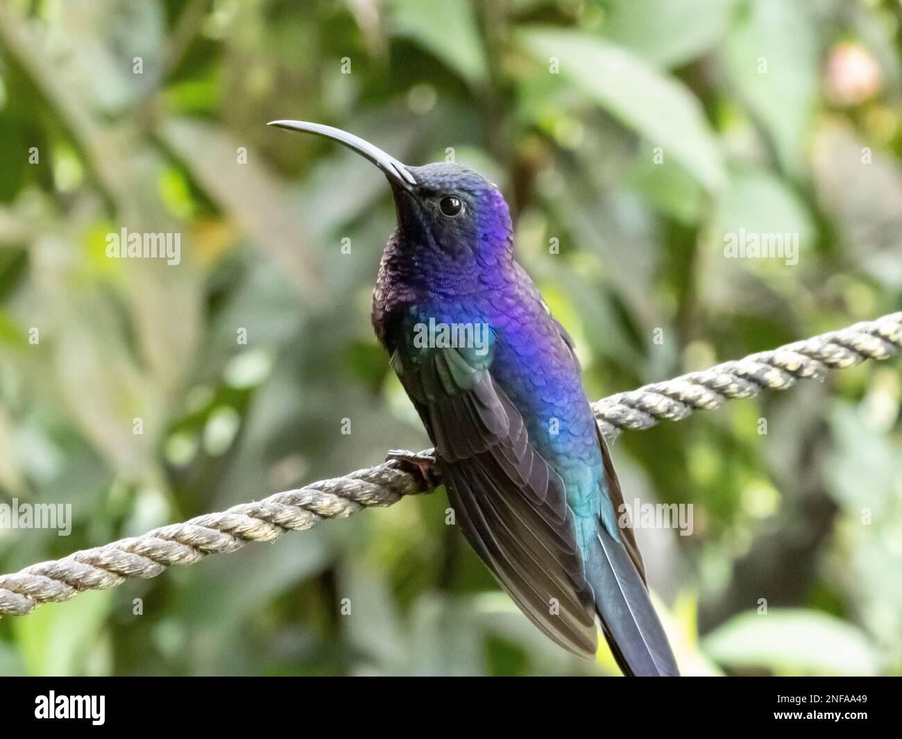A beautiful blue and purple hummingbird sitting on a rope in Costa Rica Stock Photo