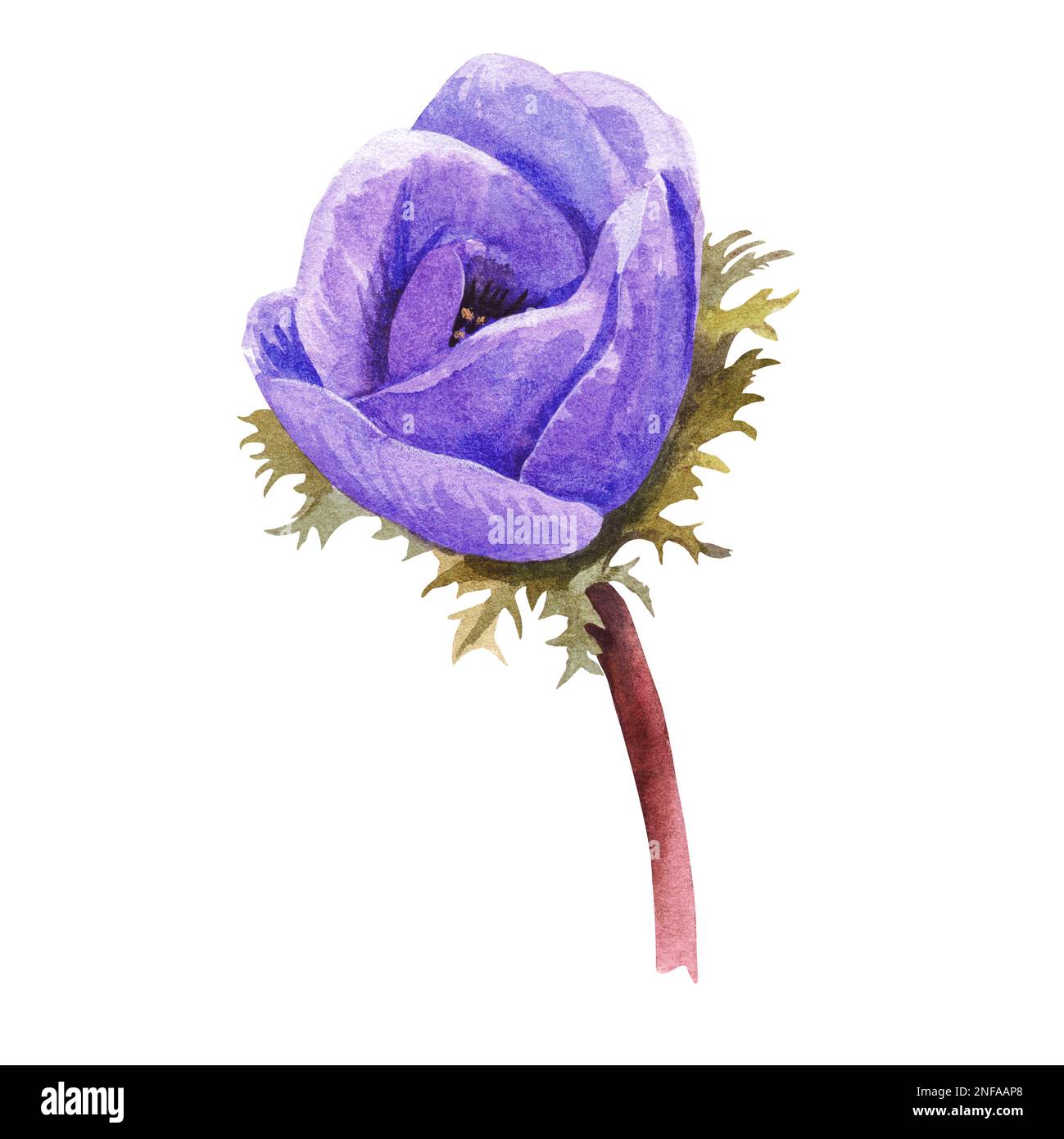 Purple anemone bud on a white background. Blooms watercolor illustration. Stock Photo