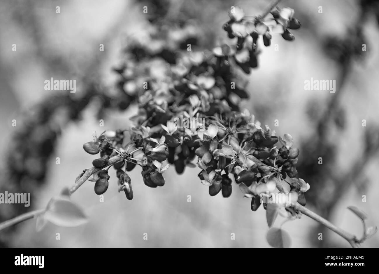 purple flower buds of blooming sakura tree in spring Stock Photo Alamy