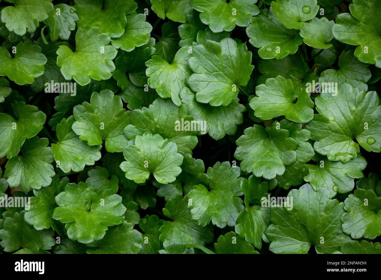 Close up of Hydrocotyle sibthorpioides (lawn marsh pennywort). Background and texture. Stock Photo
