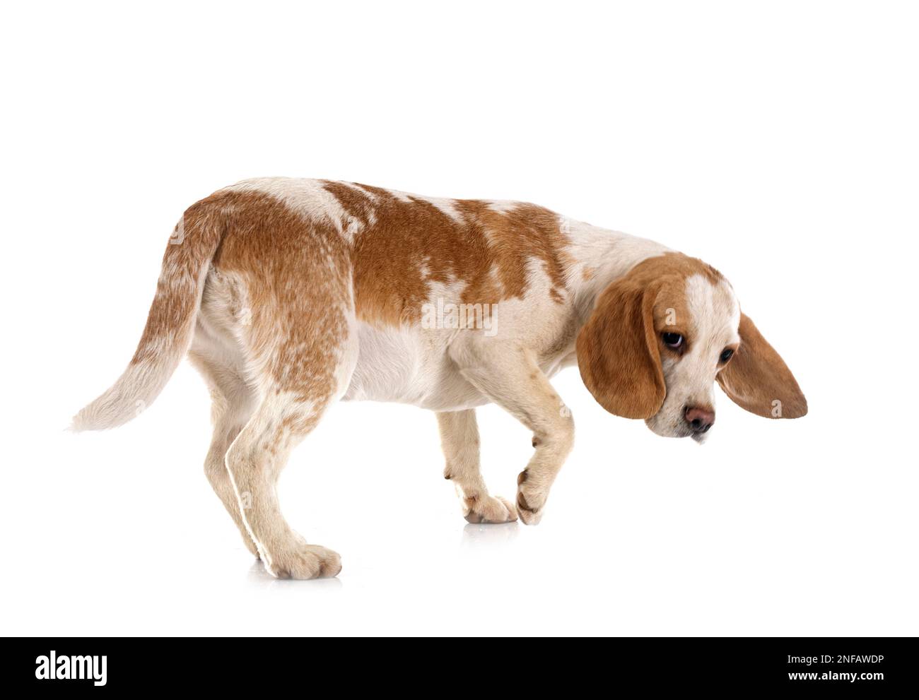 young beagle in front of white background Stock Photo - Alamy