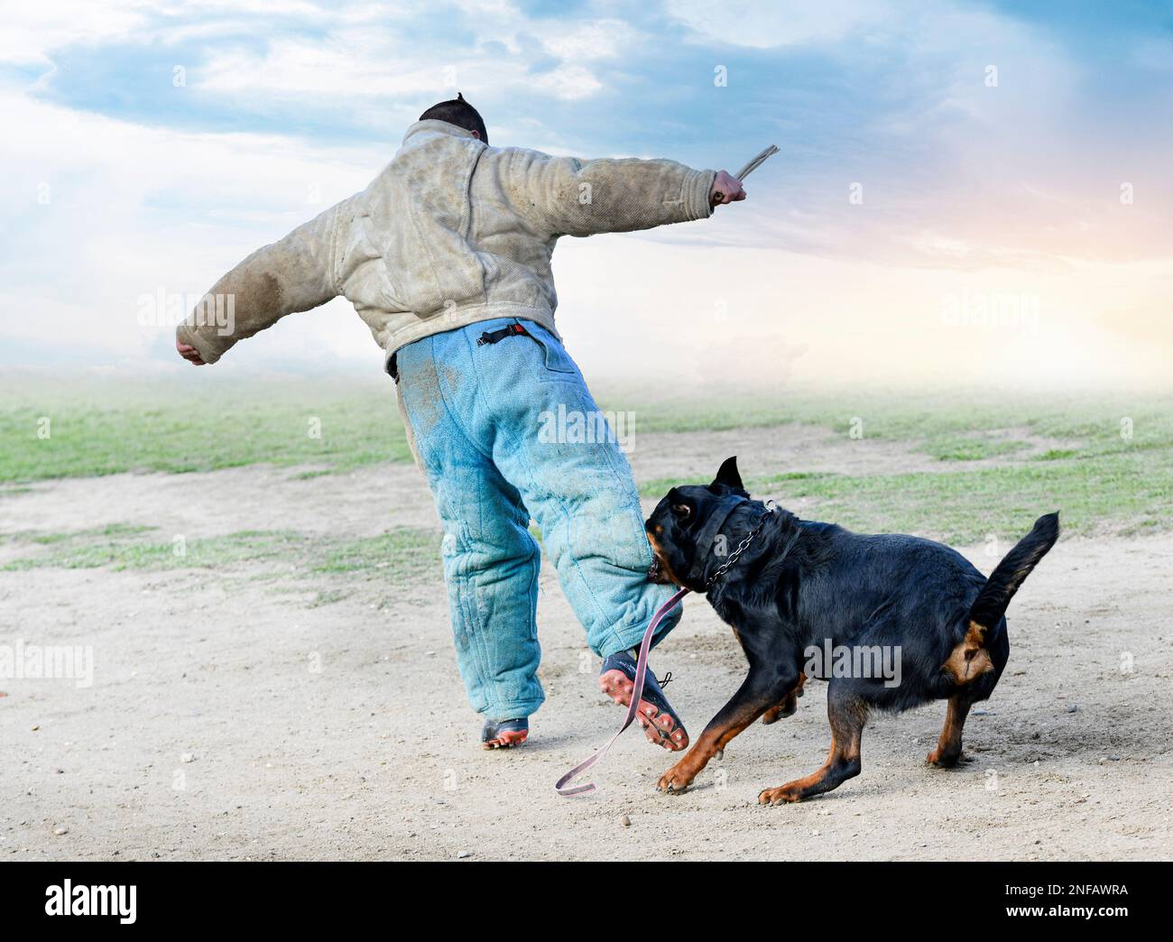Sport Rottweiler young rottweiler training for protection sport and police Stock Photo ...
