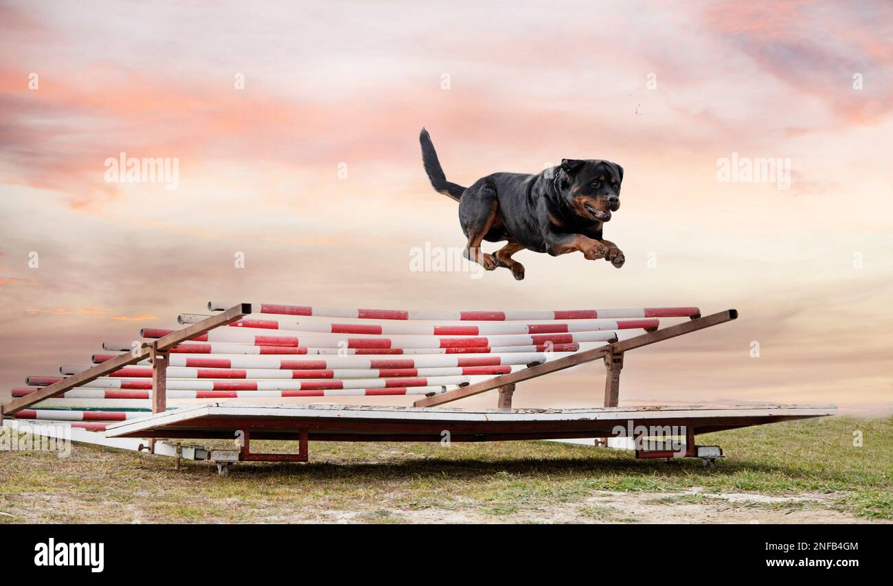Sport Rottweiler Rottweiler police hi-res stock photography and images - Alamy