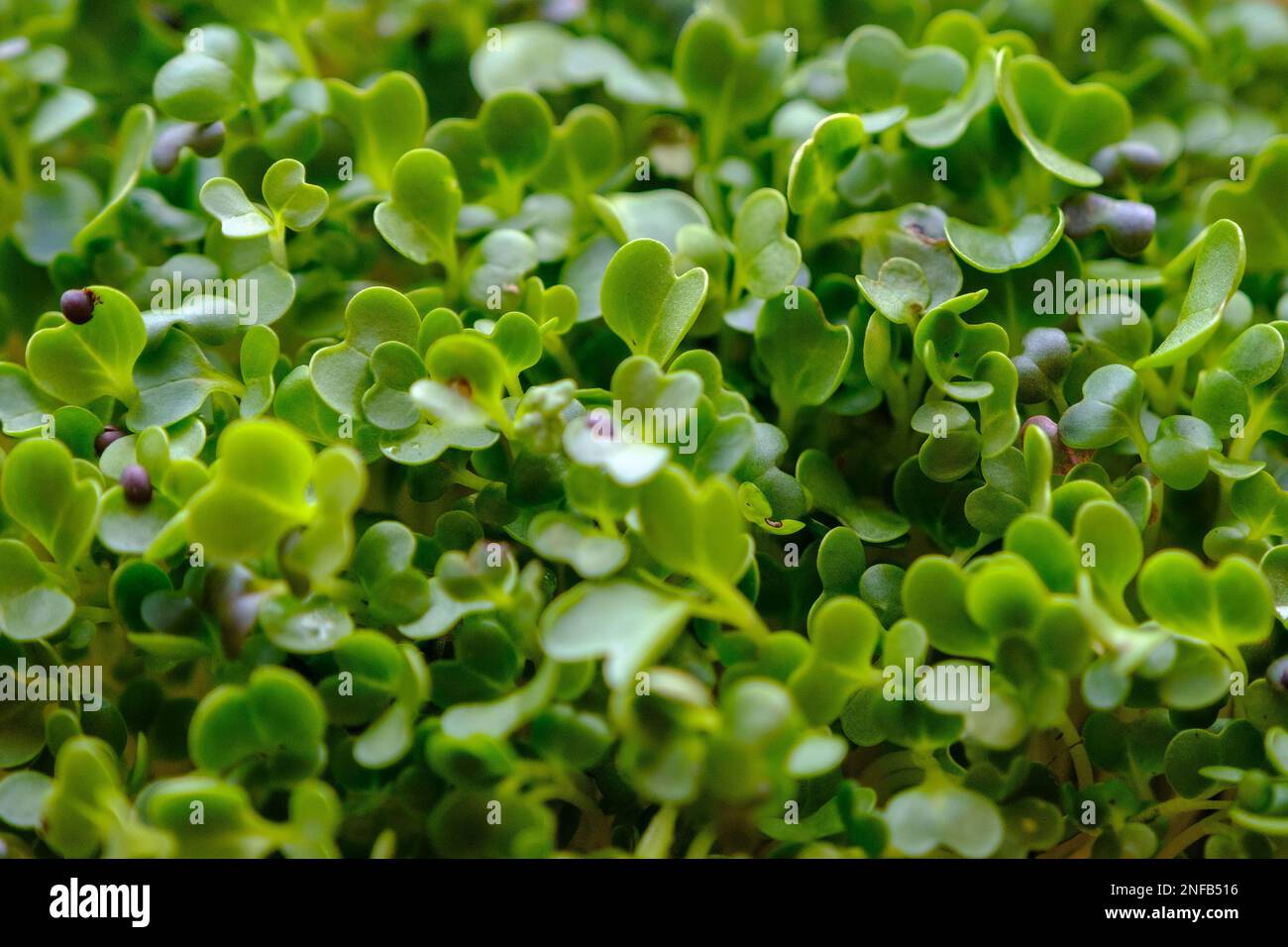 Freshly sprouted micro-lettuce. Growing watercress lettuce sprouts. Micro greens Healthy food. Vegan food. View from the top. Stock Photo