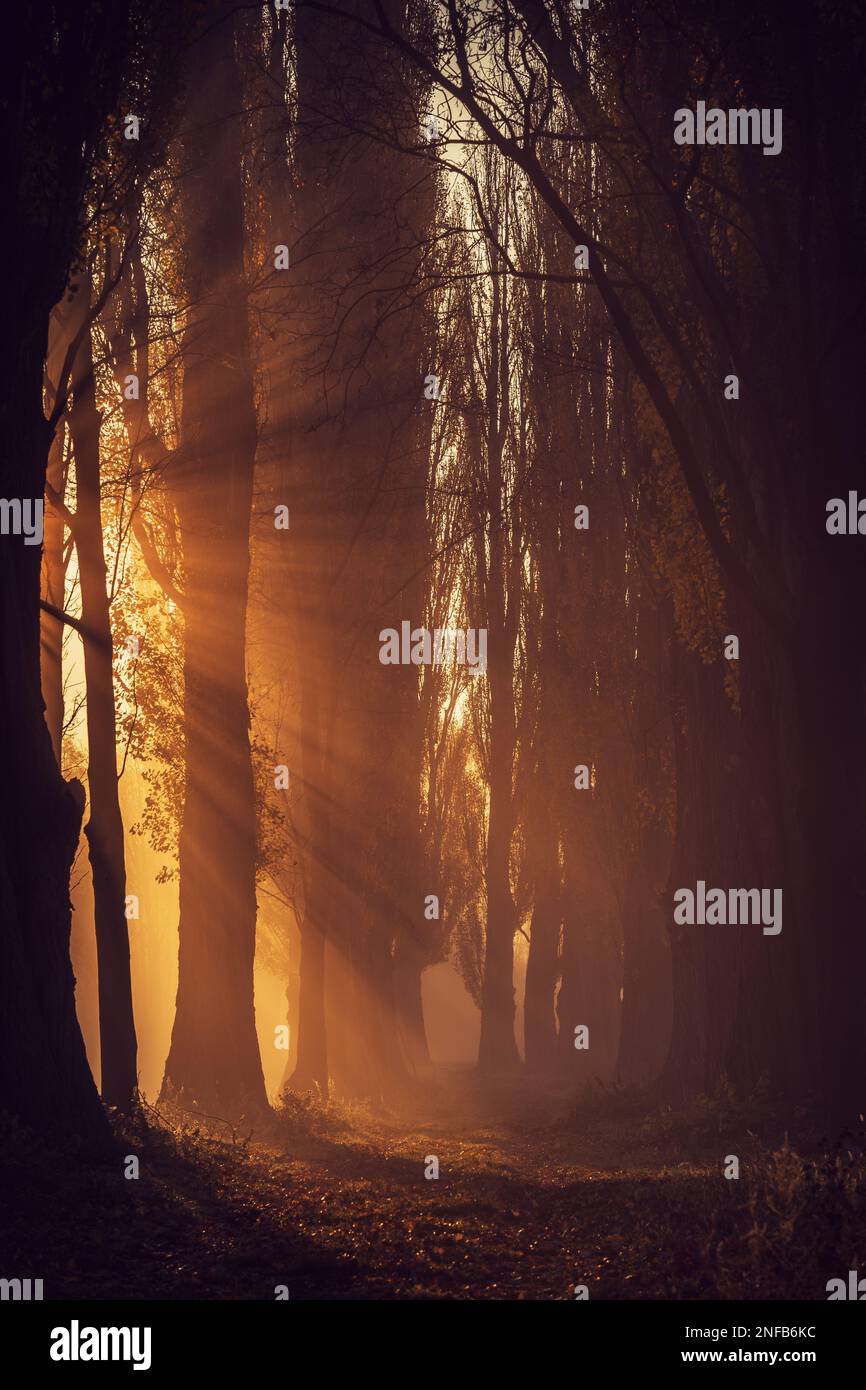 Sunrays shining through trees hi-res stock photography and images - Alamy