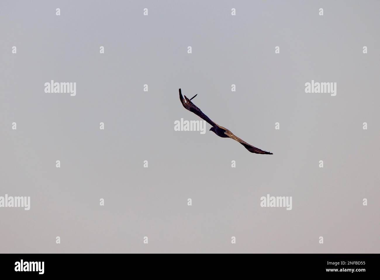 beautiful specimen of eagle on the background of the blue sky Stock Photo