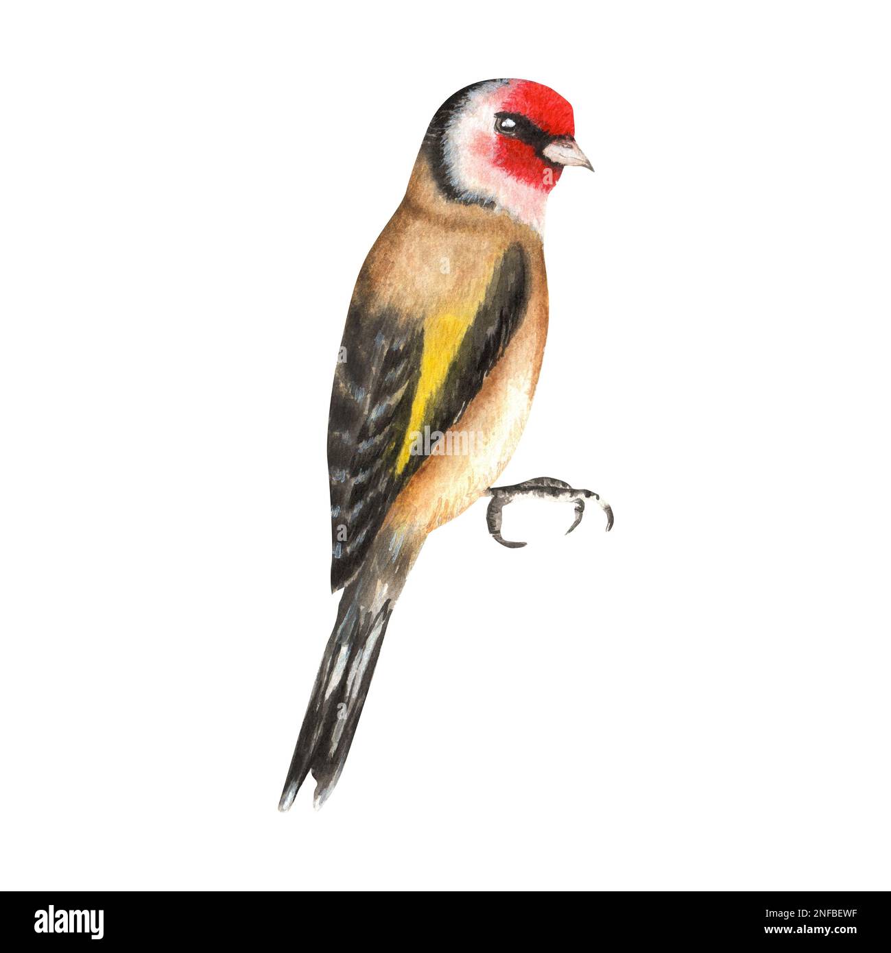 Hand-drawn watercolor goldfinch. A small part of the big set BIRDS GARDEN Stock Photo