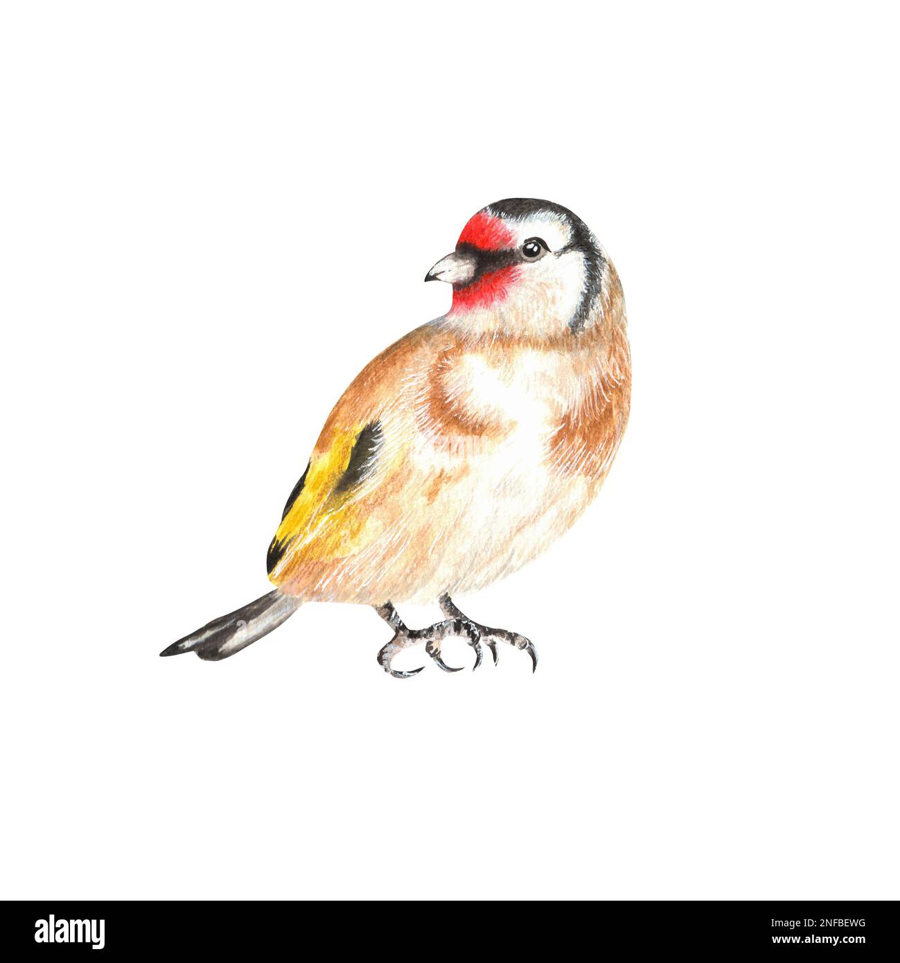 Hand-drawn watercolor goldfinch. A small part of the big set BIRDS GARDEN Stock Photo