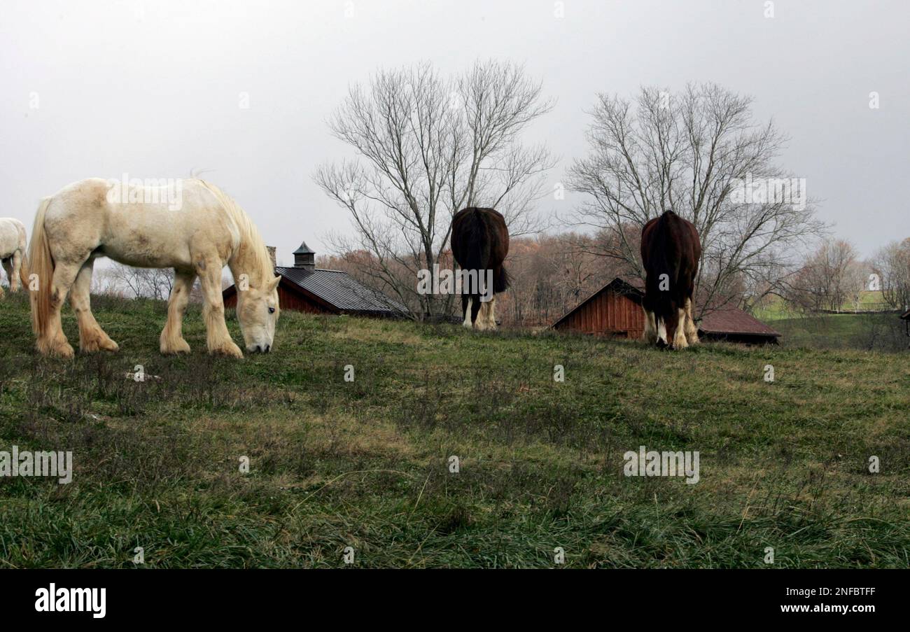 Shire horses graze in a field at the Ayrshire Farm in Upperville, Va
