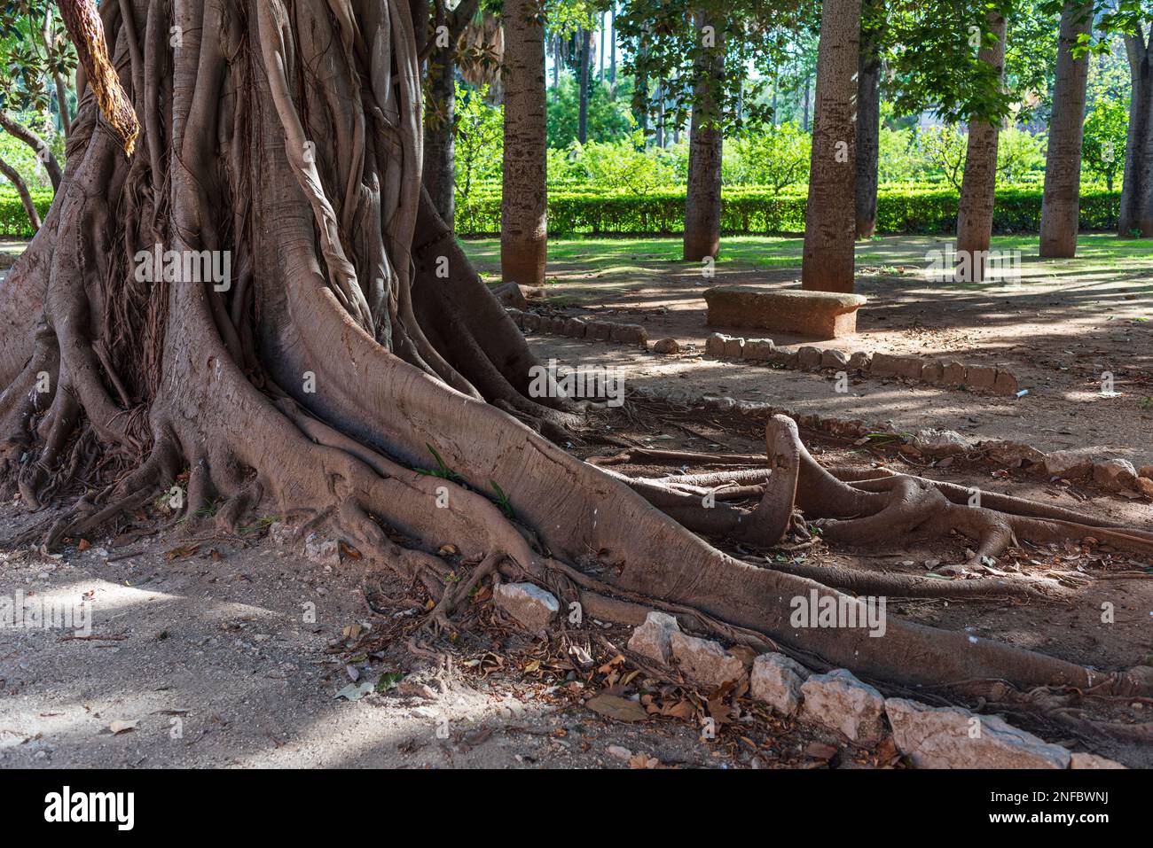 Roots of centuries-old trees in the park of Villa Giulia, Palermo Stock Photo