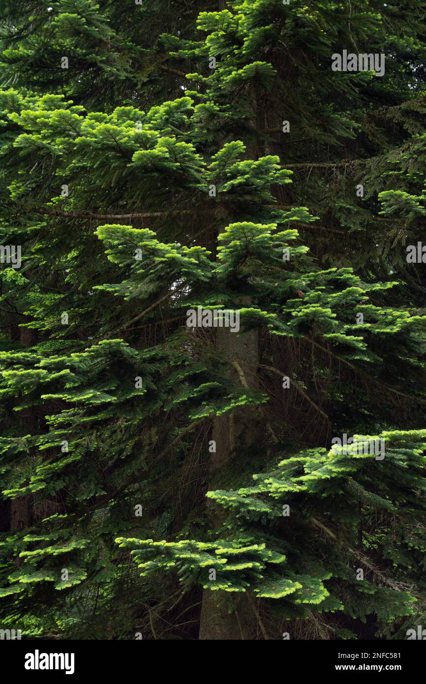 Pacific silver fir (Abies amabilis) branches, lush green needles, textured background. Stock Photo