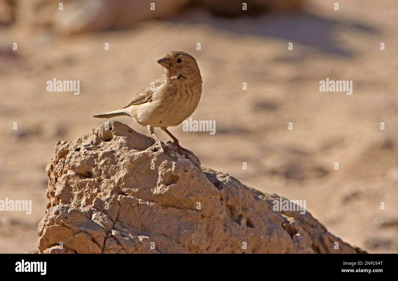 female of  Sinai rosefinch Stock Photo