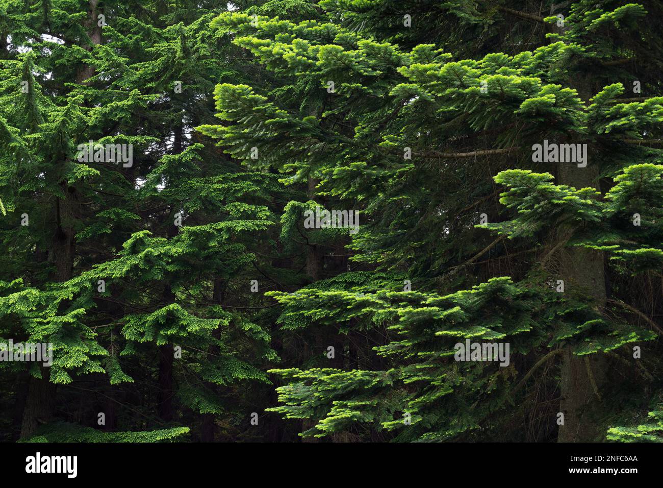 Lush green branches of Pacific silver fir (Abies amabilis) in the right and Western hemlock (Tsuga heterophylla) in the left. Stock Photo