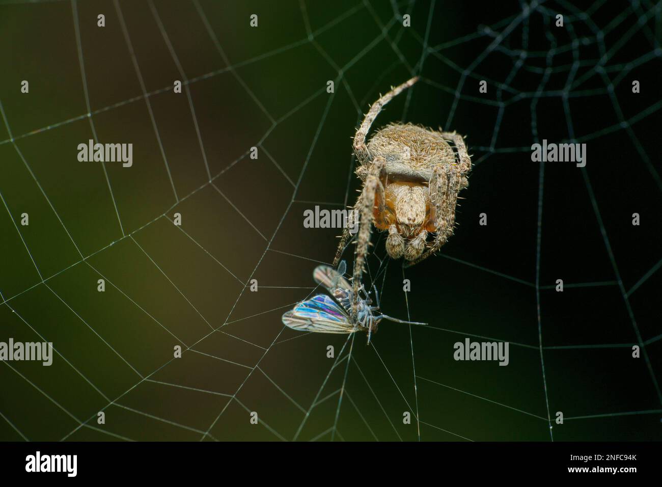 Orb weaver spider with prey on web, Satara, Maharashtra, India Stock Photo