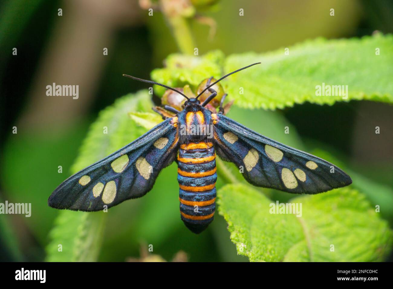 Amata huebneri, the wasp moth, satara Maharashtra India Stock Photo Alamy