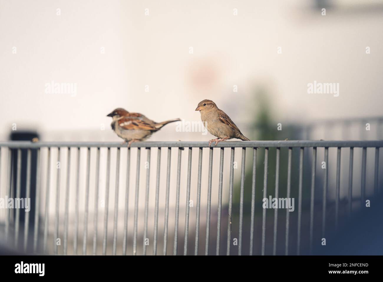 A cute sparrow (Passer domesticus) perched on a metal fence, isolated on blurred background Stock Photo