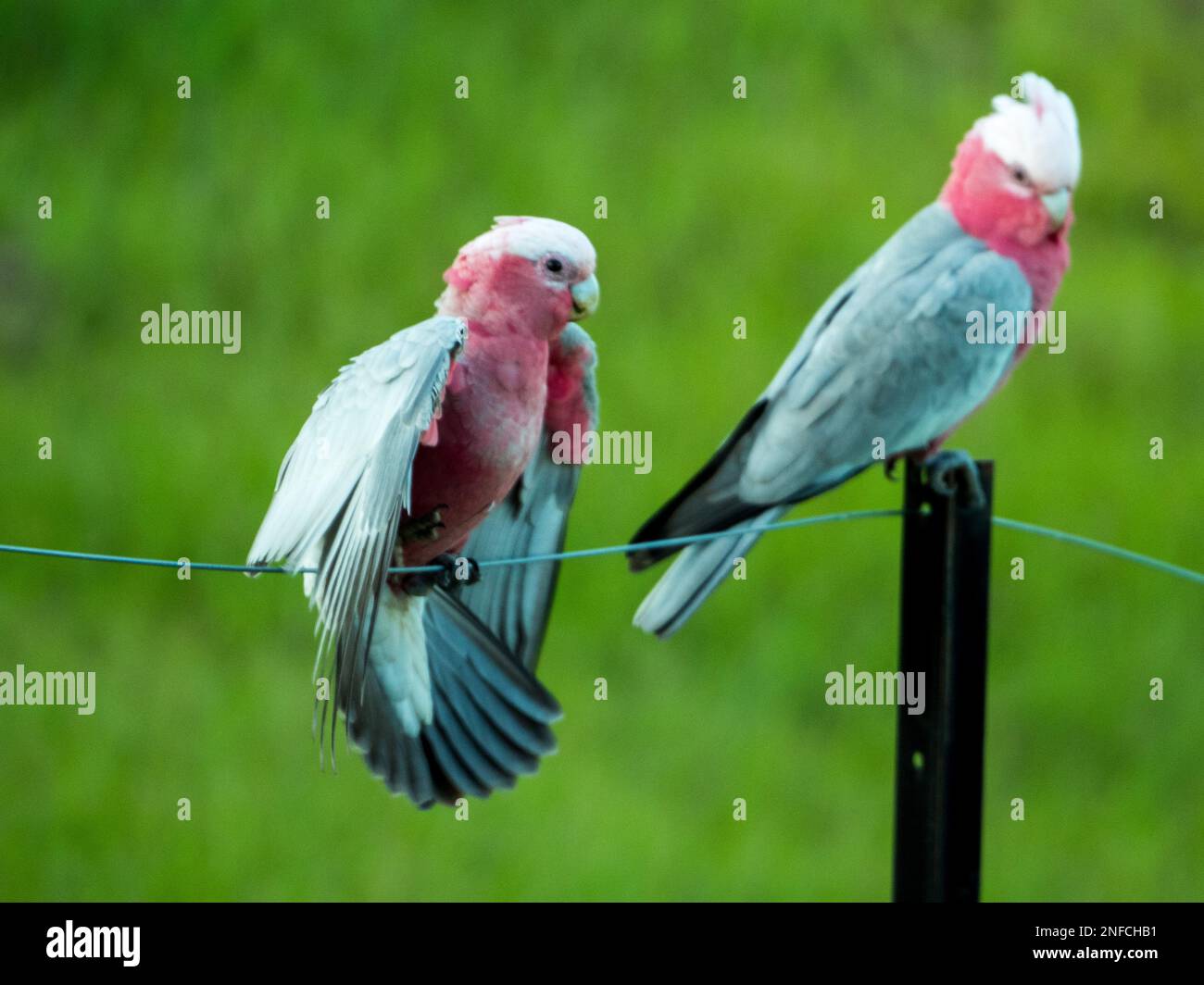 Two Galahs, pink and grey cockatoos, Australian native birds on a wire
