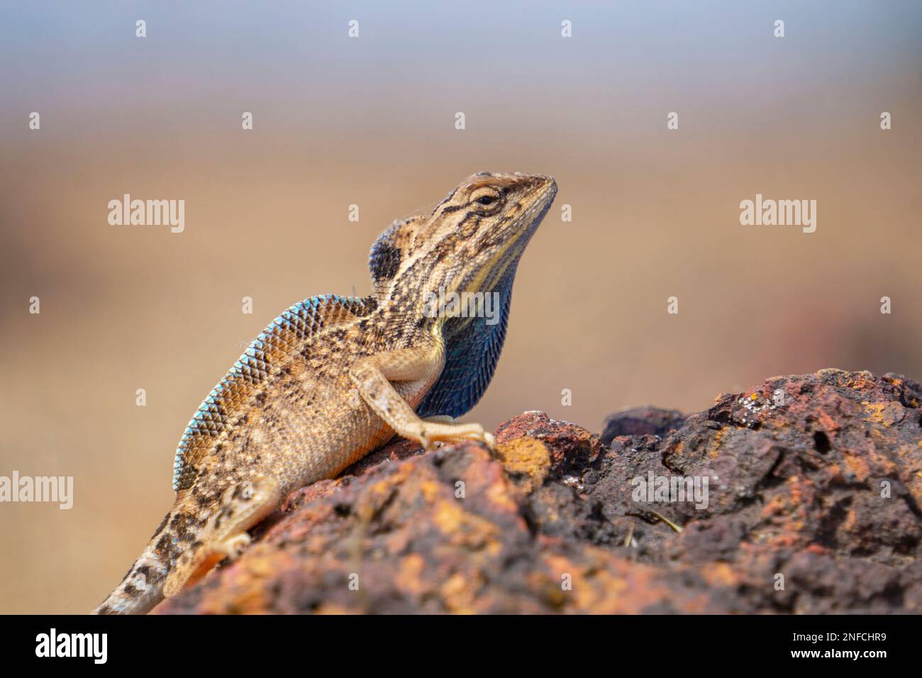 Sarada superba, the superb large fan-throated lizard, is a species of agamid lizard found in Maharashtra, India. It was described in 2016 and in the p Stock Photo