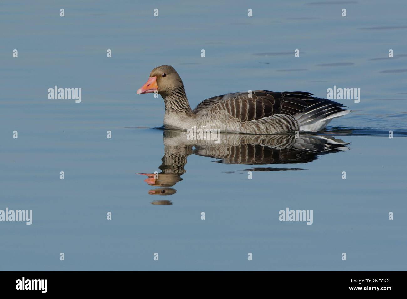 Greylag Goose (Anser anser) swimming Stock Photo