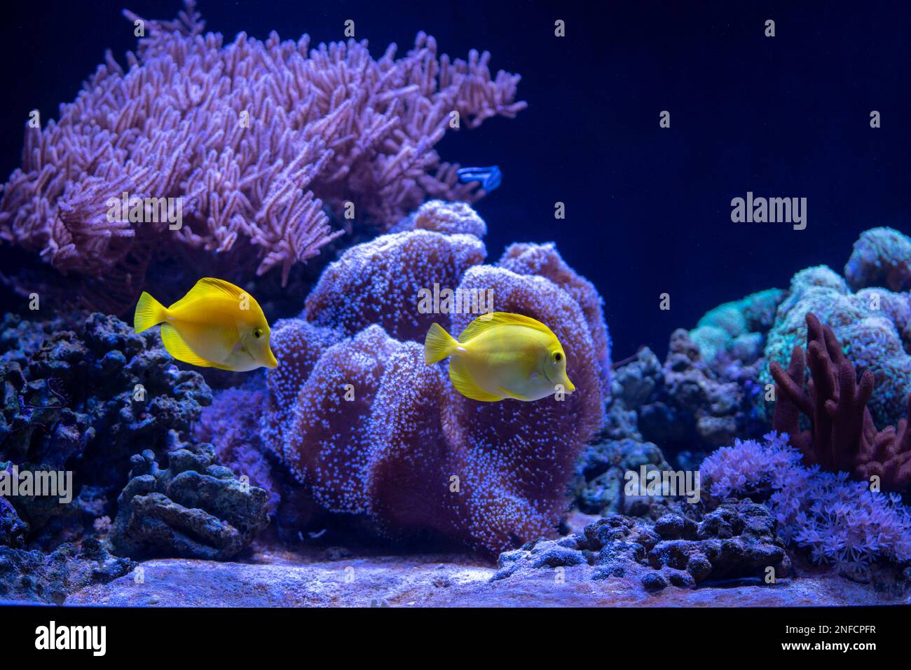 Coral reef scenery with yellow tang  (Zebrasoma flavescens). Popular marine aquarium fish. Stock Photo