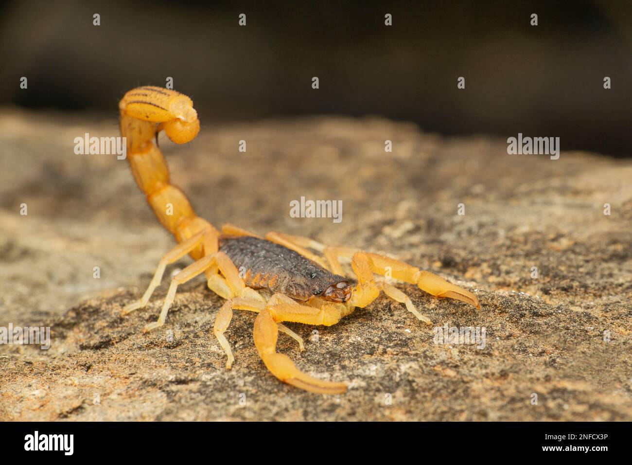 Indian red tailed scorpion, hottentota tamulus, Satara, Maharashtra, India Stock Photo