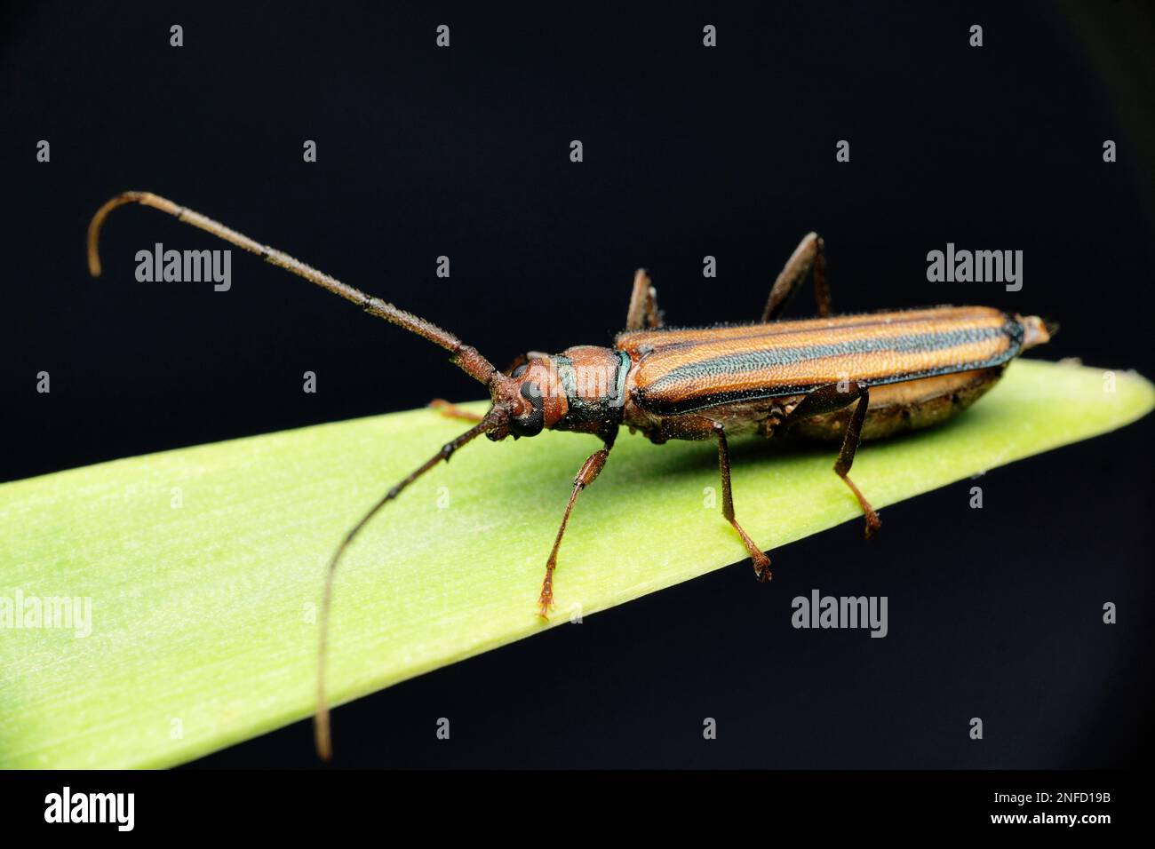 Long horn beetle on leaf with black background, Satara, Maharashtra, India Stock Photo